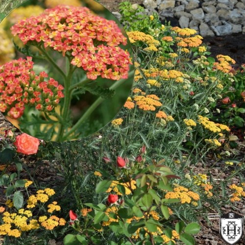 Achillea millefolium 'Terracotta' - Harilik raudrohi 'Terracotta' C1,5/1,5L